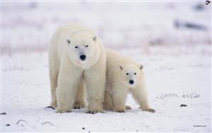 Polar Bears